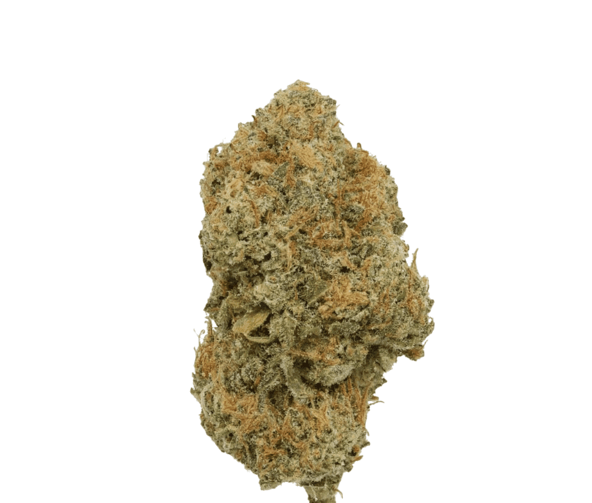 Nahaufname einer medizinischen Cannabisblüte