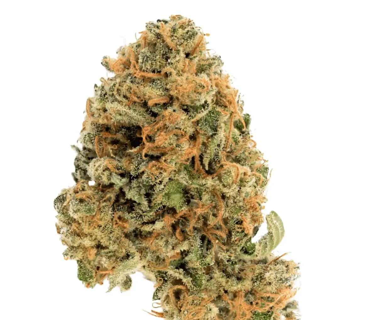 Nahaufname einer medizinischen Cannabisblüte