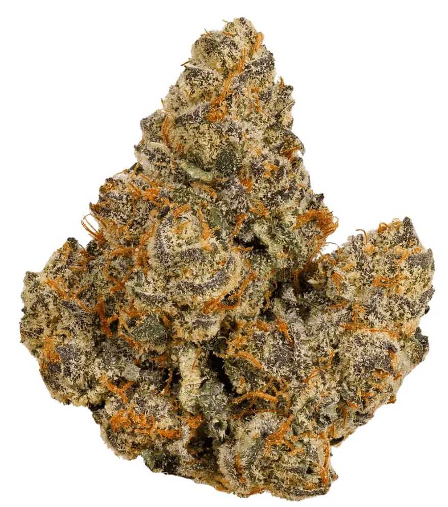 Nahaufname einer medizinischen Cannabisblüte
