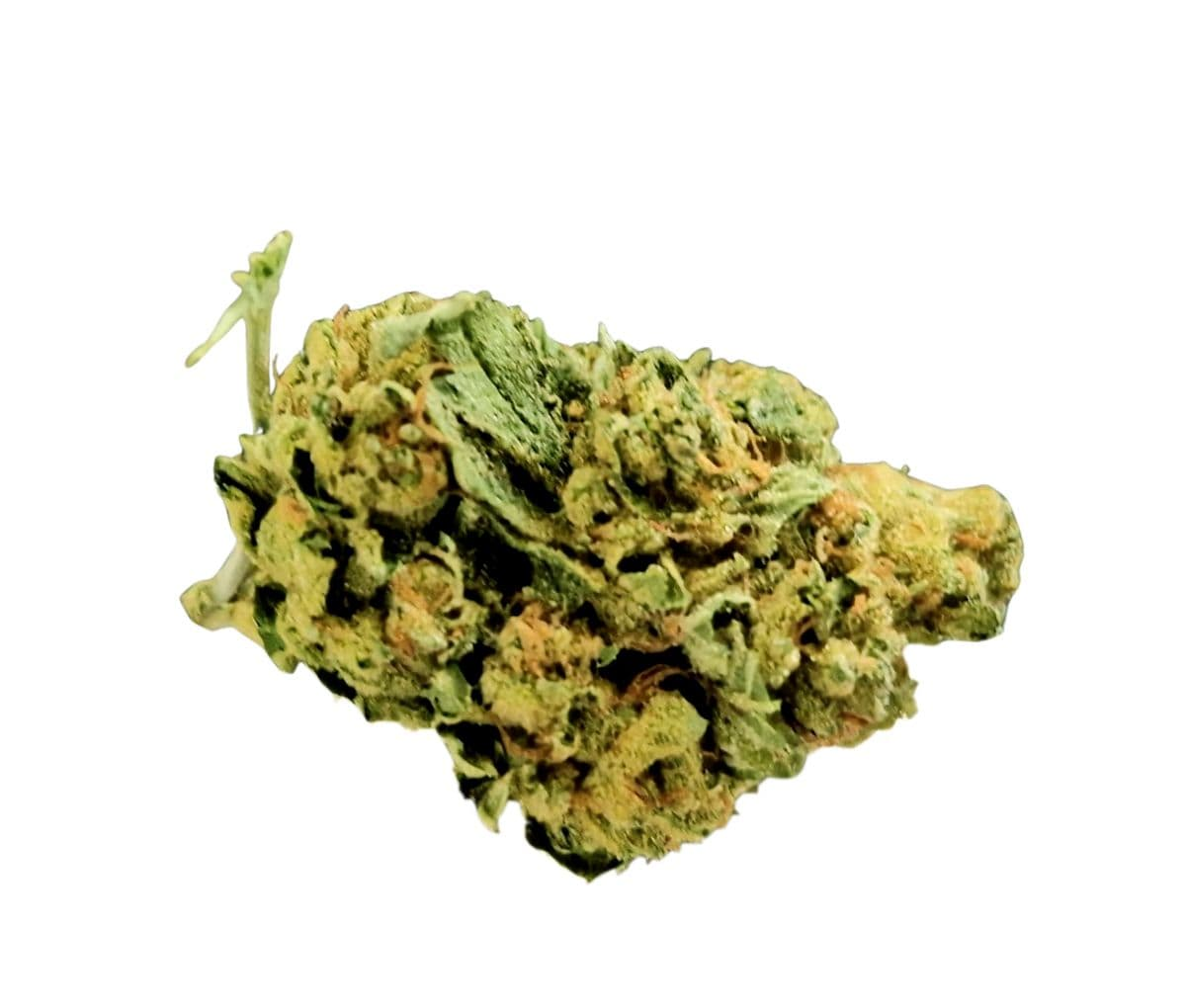 Nahaufname einer medizinischen Cannabisblüte