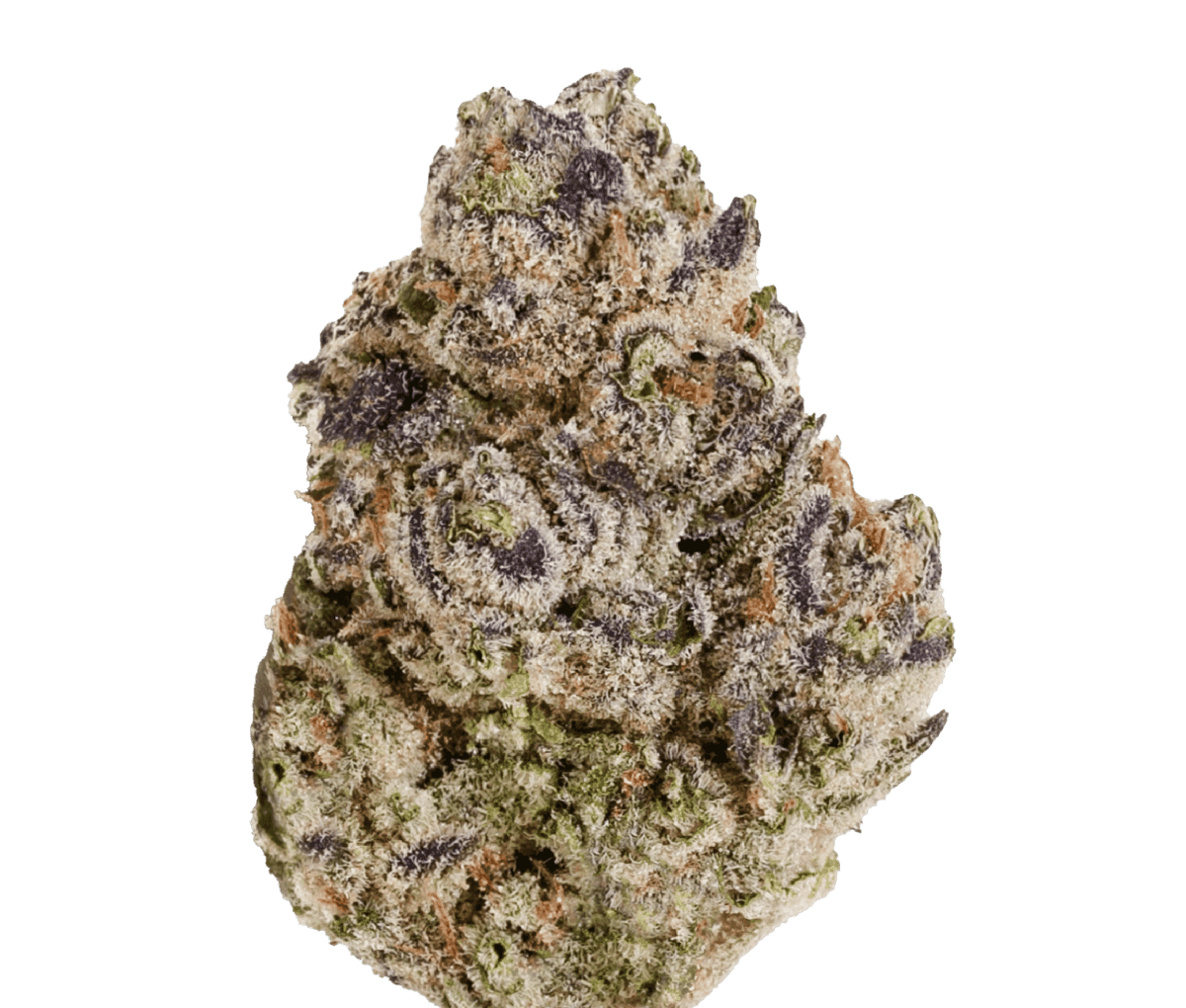 Nahaufname einer medizinischen Cannabisblüte