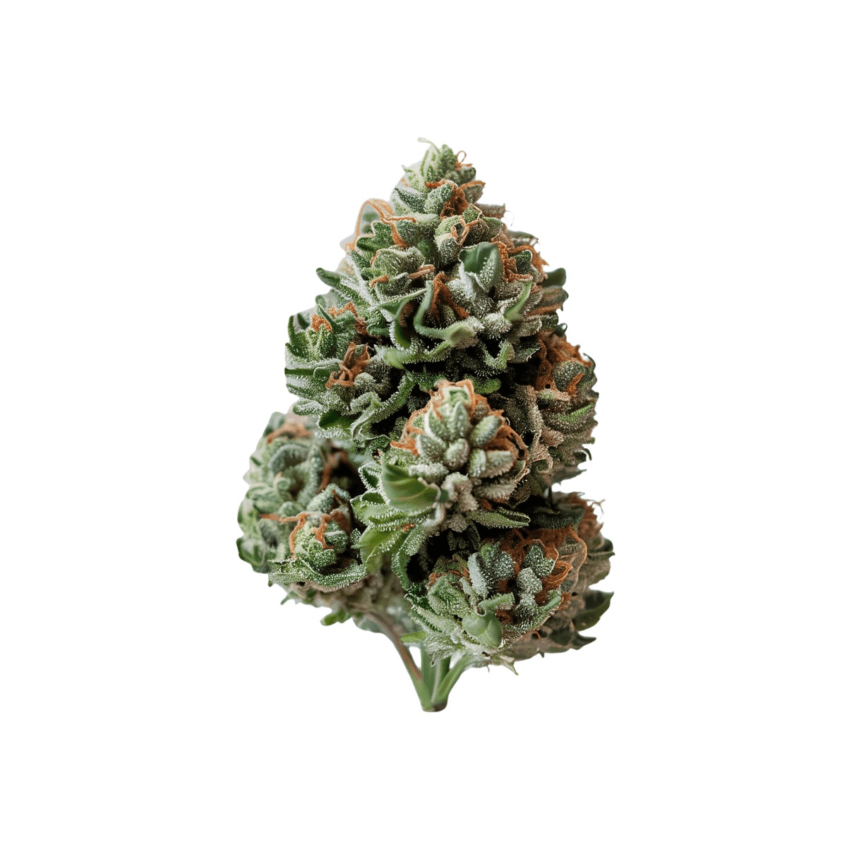 SOMA OG 28/1 - Super Boof SOMA OG 28/1 - Super Boof