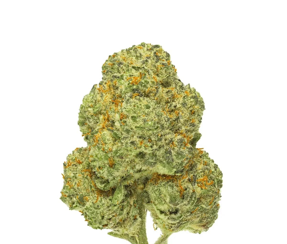 Pedanios 28/1 CMK-CA - Chemango Kush Pedanios 28/1 CMK-CA - Chemango Kush