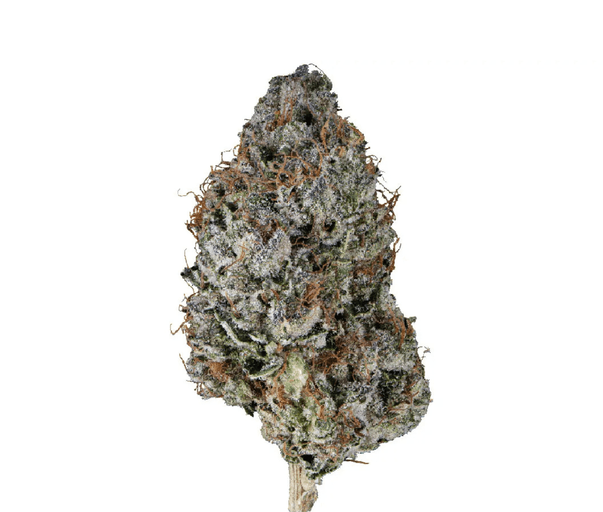 Tilray Craft Cannabisblüten THC25 BCR - Beach Crasher