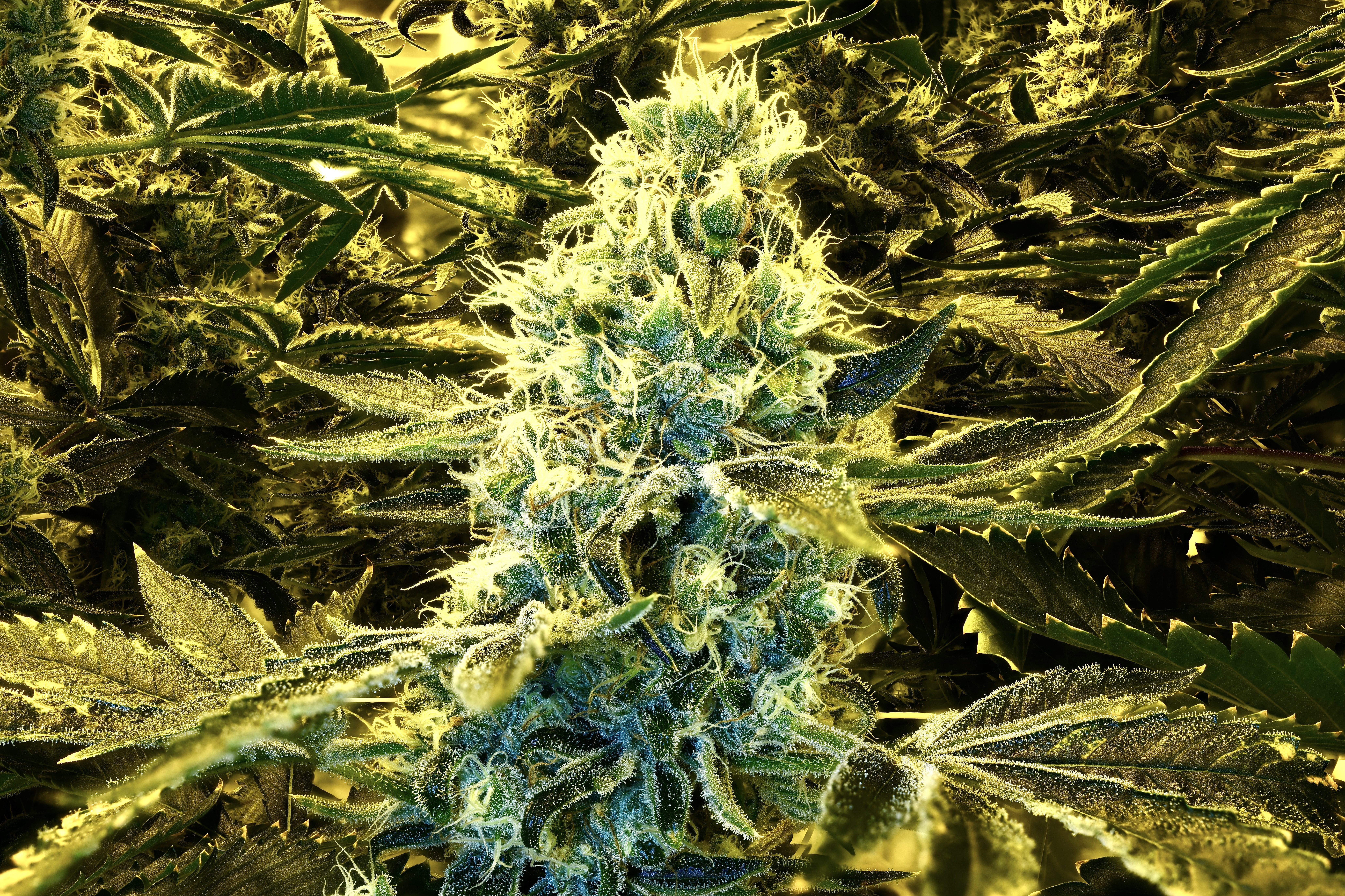 Foto einer Cannabisbpflanze