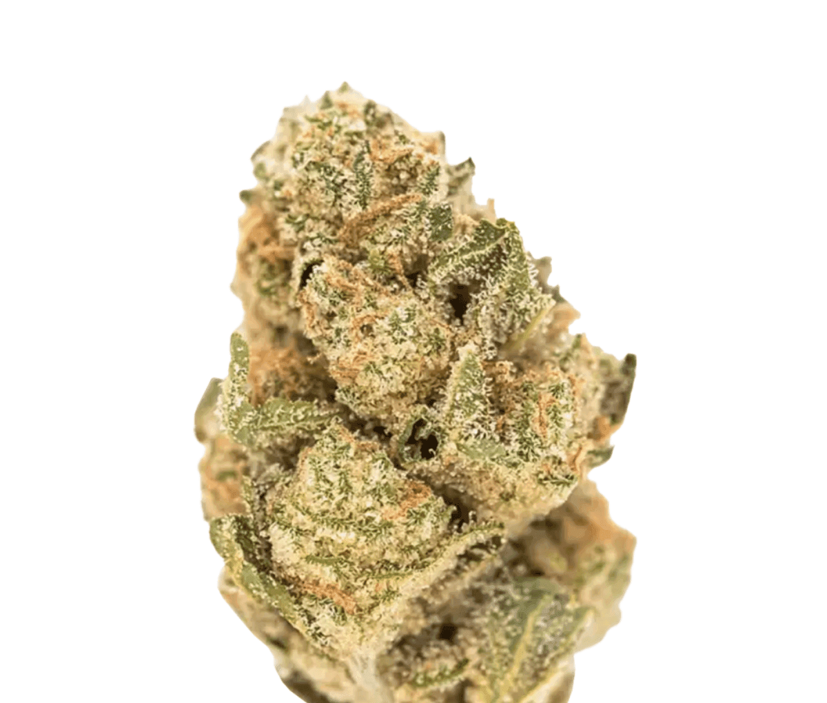 MC Regular Drop GMO X JET FUEL GELATO MC Regular Drop GMO X JET FUEL GELATO