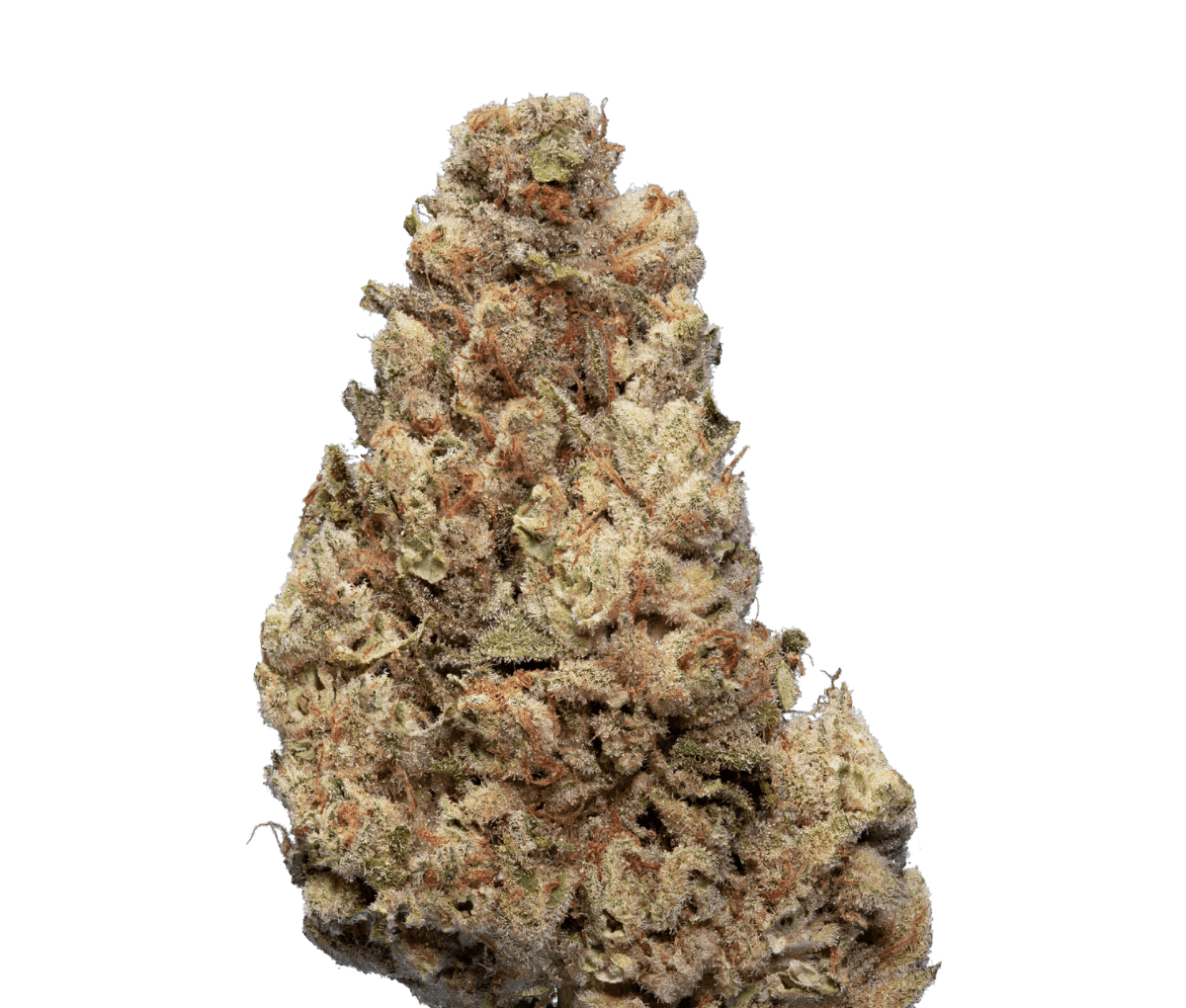 enua 25/1 CCK CA Cold Creek Kush Nahaufname einer medizinischen Cannabisblüte