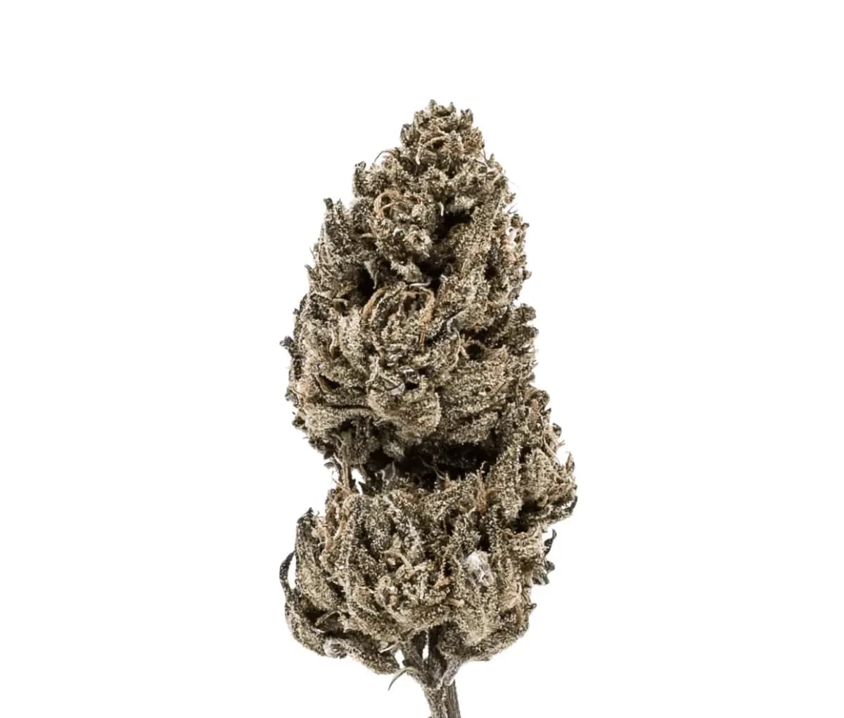 Good Supply Cannabisblüten THC25 MRG - Meringue 64 Good Supply Cannabisblüten THC25 MRG - Meringue 64