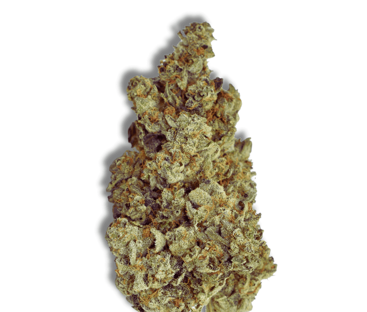 Banana Cream Herbery SC 22/1