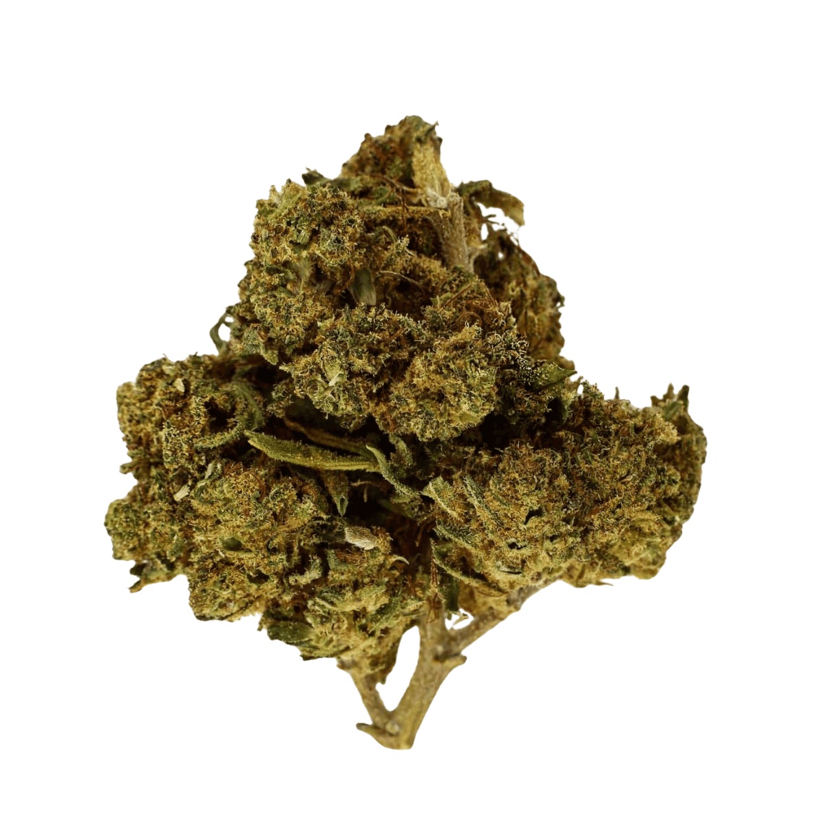 NOC AO 20 ARG - Amnesia kush x Sherbet Shocker vs Orange Cookie Kush x Free World Chem NOC AO 20 ARG - Amnesia kush x Sherbet Shocker vs Orange Cookie Kush x Free World Chem