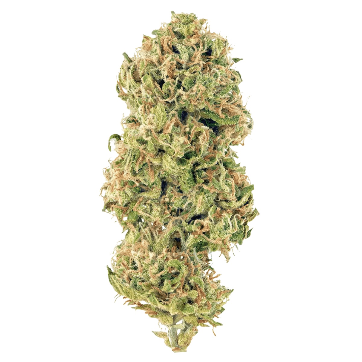 Medical Saints 27/1 HUB- Huckleberry 